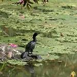 Organic Farm Wish Prabha Lake View Homestay