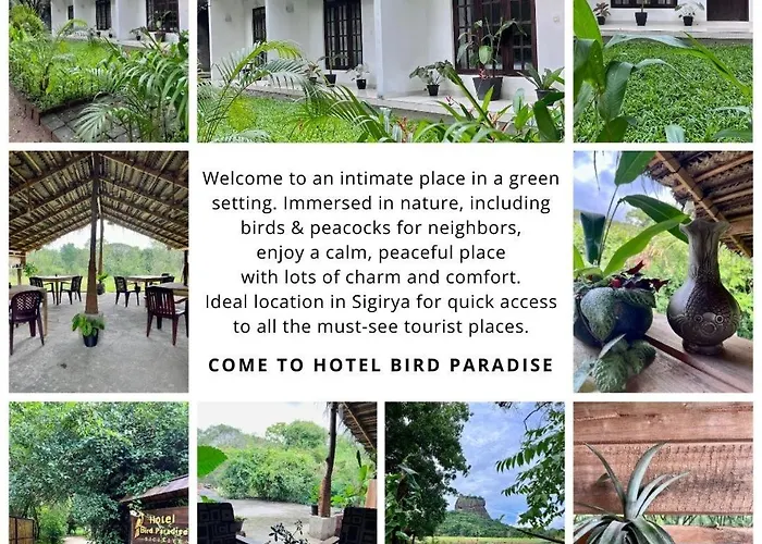 Bird Paradise