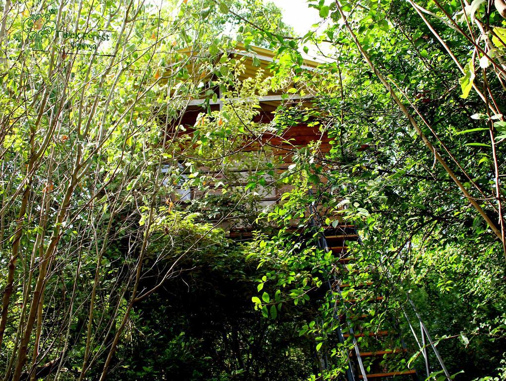 The Thick Forest * Sigiriya