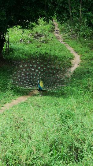 Bird Paradise Sigiriya
