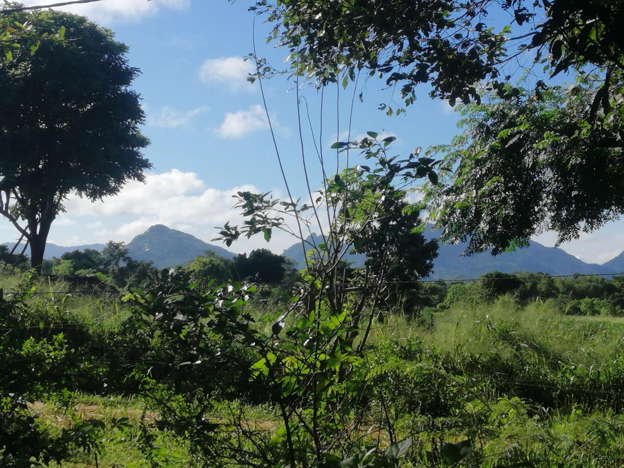 Fairview Dill * Sigiriya