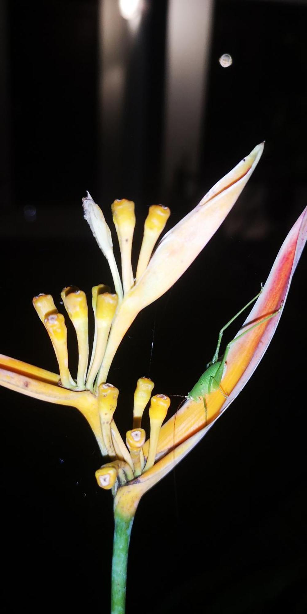 Bird Paradise *