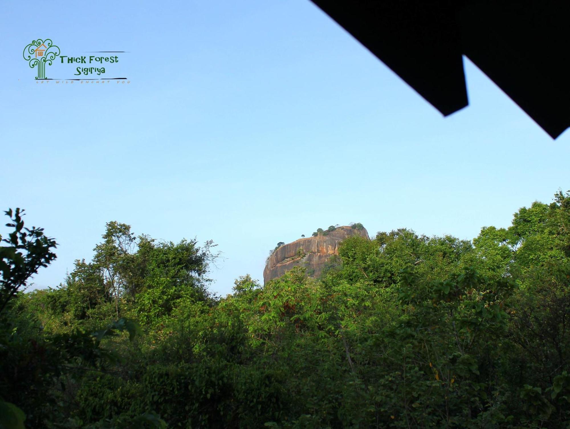 The Thick Forest Lodge