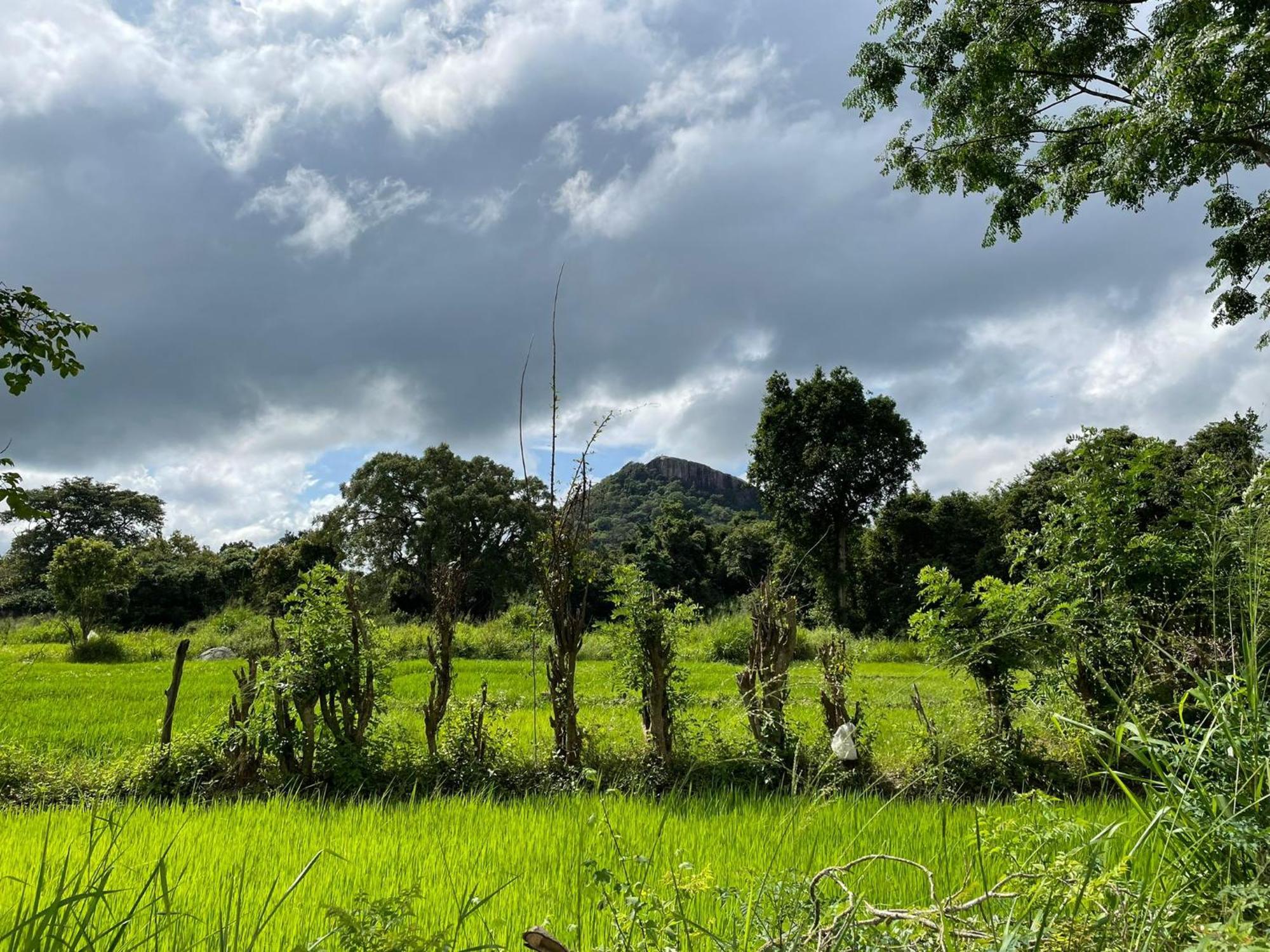 Thilina Bed & Breakfast Sigiriya