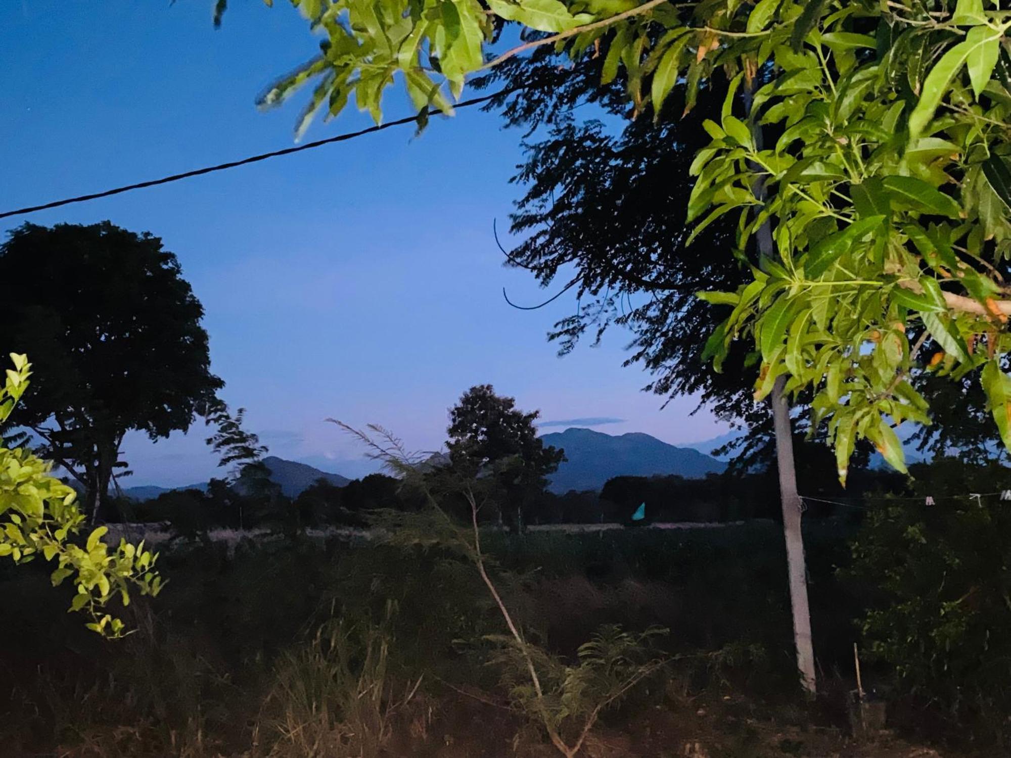 Fairview Dill * Sigiriya