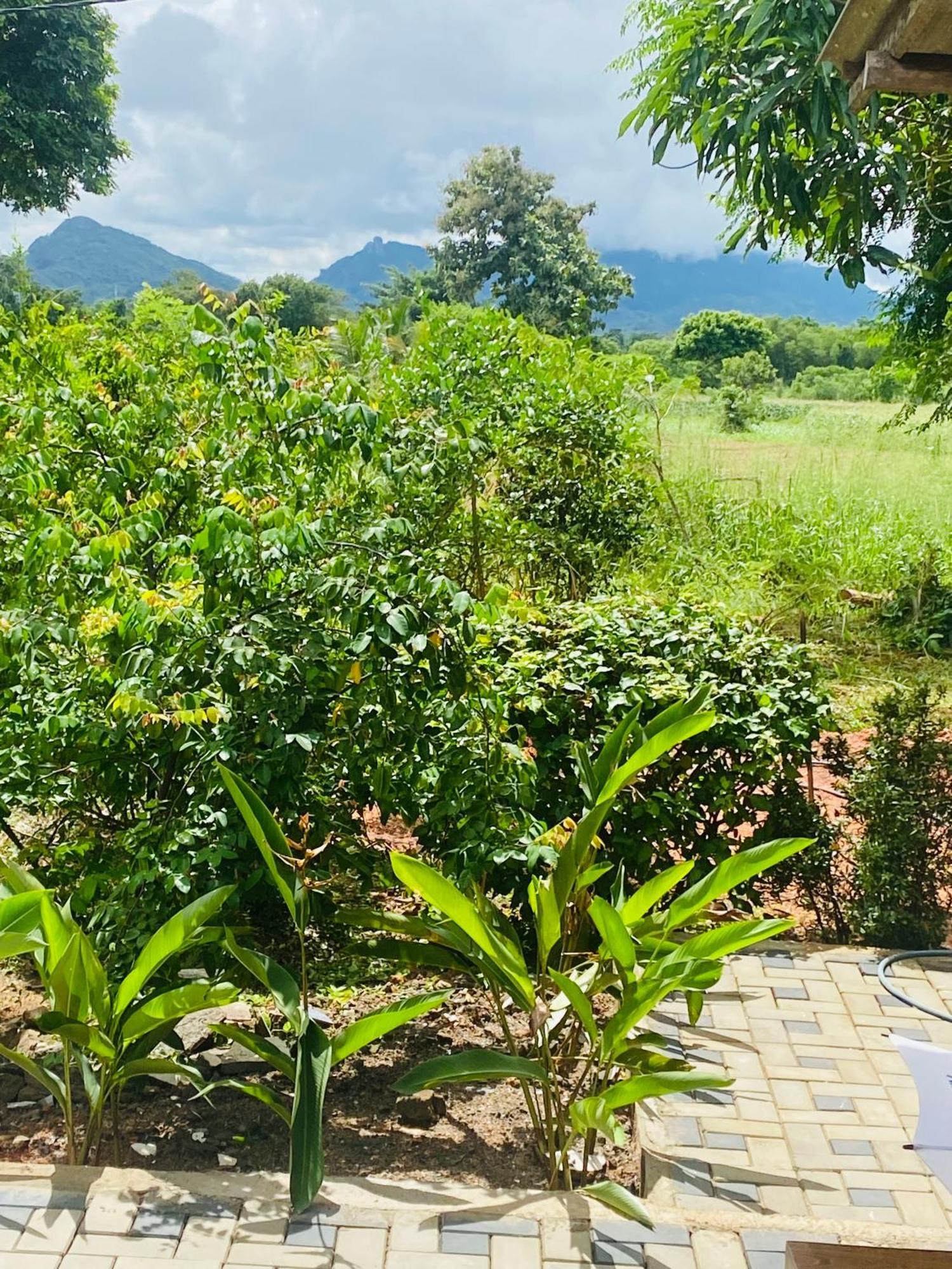Fairview Dill Sigiriya