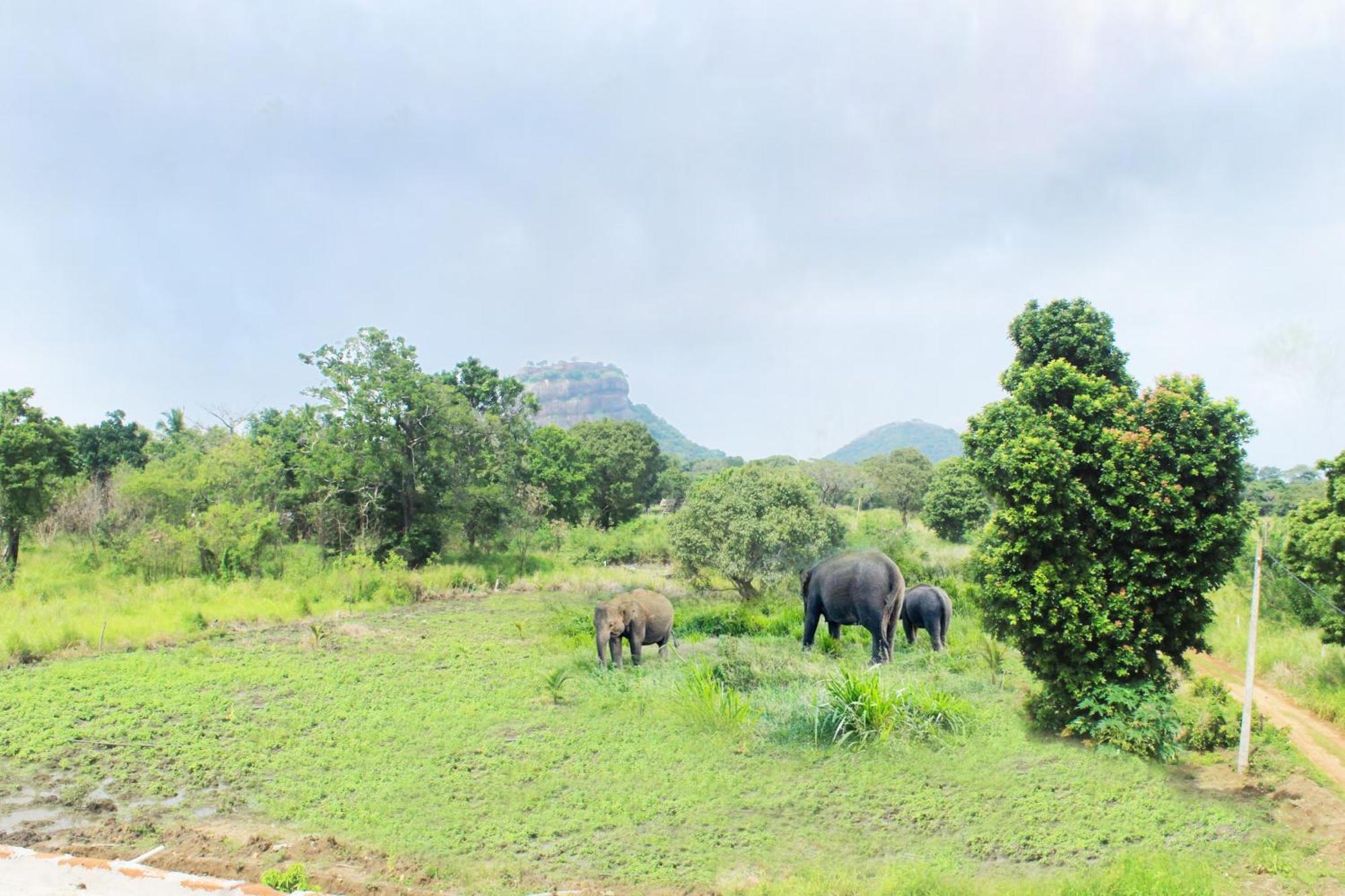 Hotel The Wild Elephant