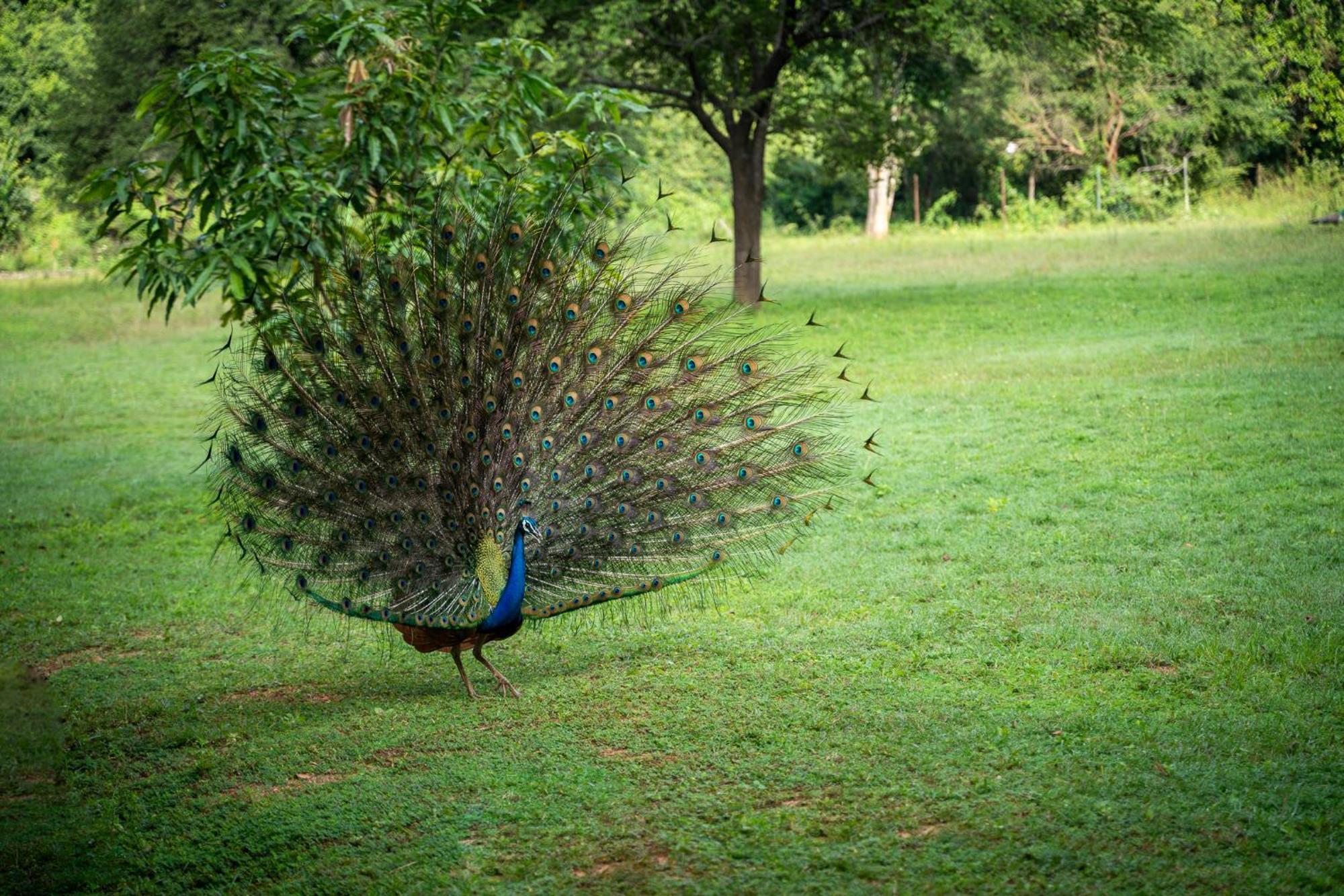 Pothana Village Hotel Sigiriya