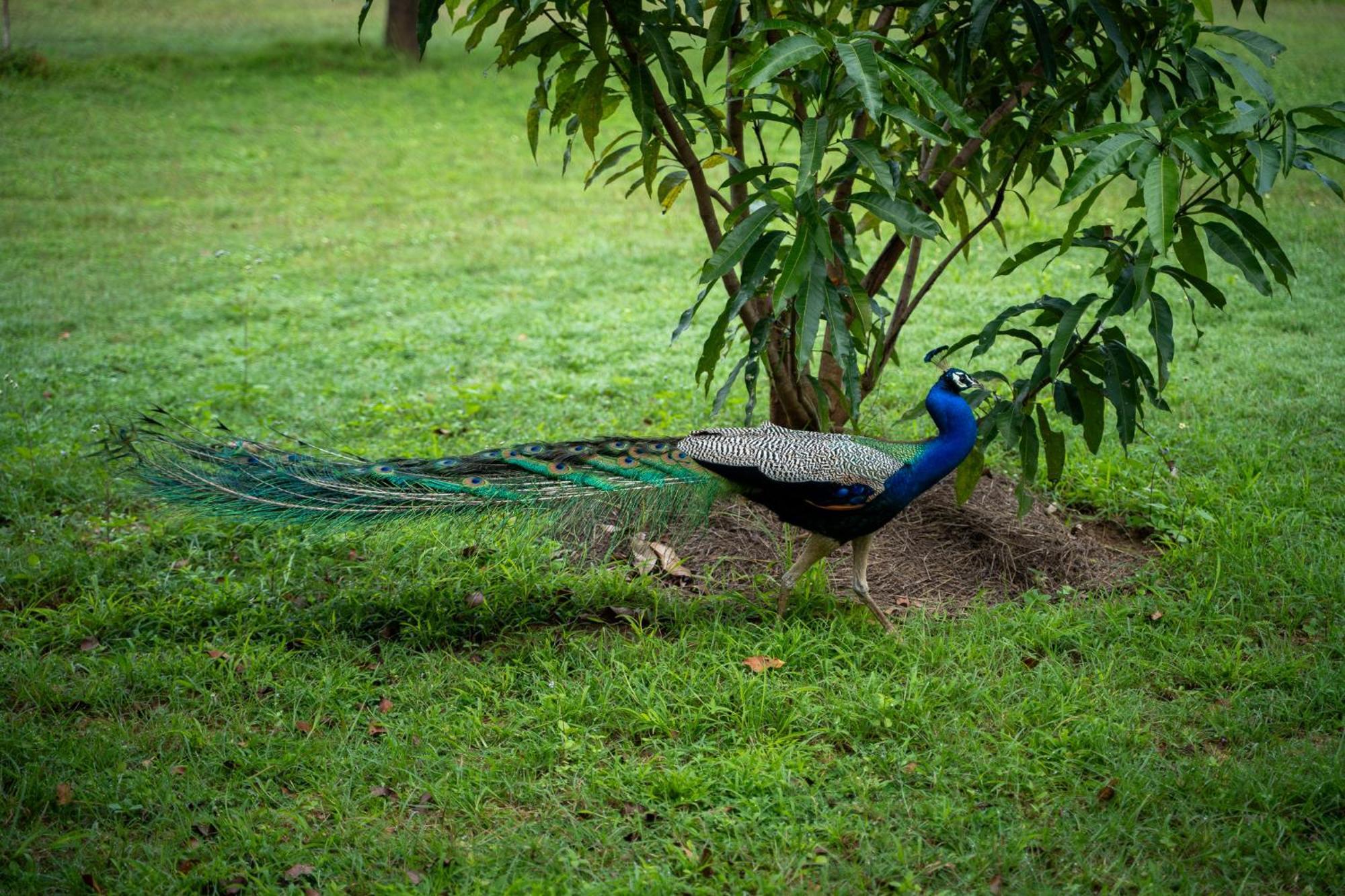 Hotel Pothana Village *