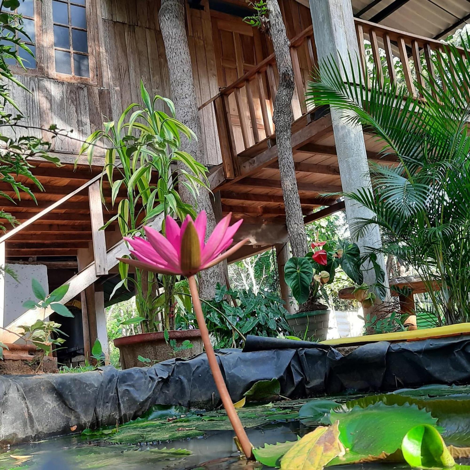 Apartment Ruk Sewana Tree House *