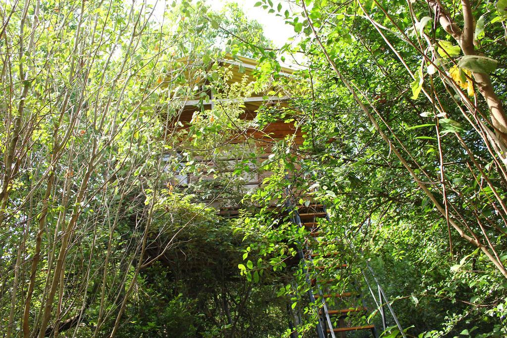 The Thick Forest Lodge Sigiriya