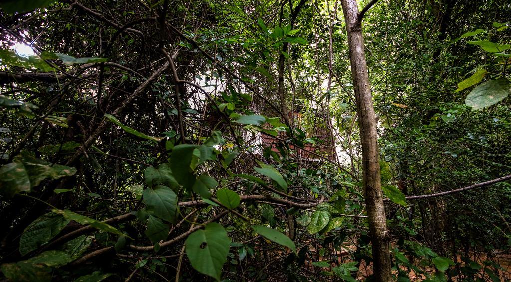 The Thick Forest Lodge *