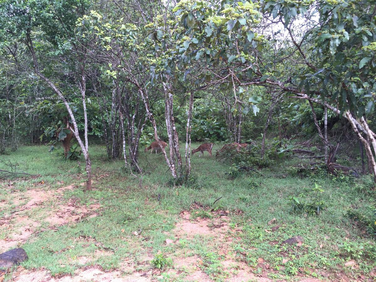 Organic Farm Wish Prabha View Sigiriya