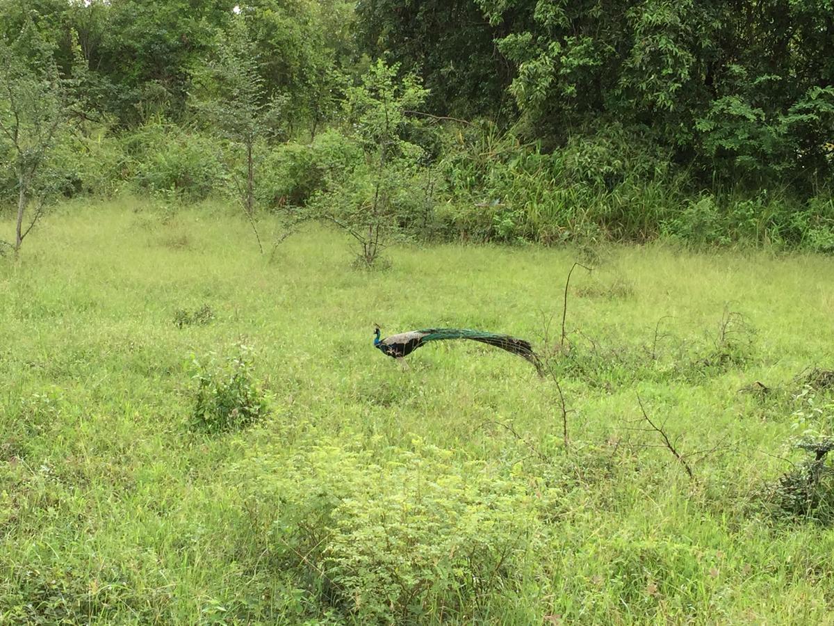 Homestay Organic Farm Wish Prabha View Sigiriya