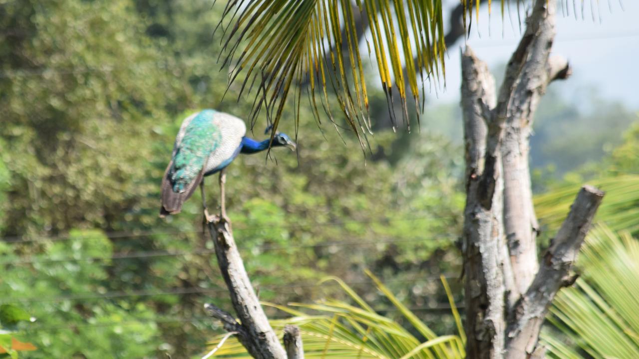 Lodge Sigiri Sarilco Rock View Treehouse *