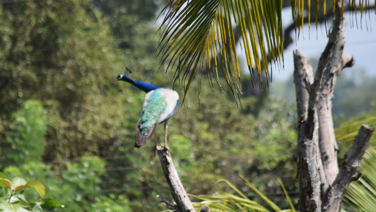 Lodge Sigiri Sarilco Rock View Treehouse *