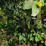 Asiri Homestay