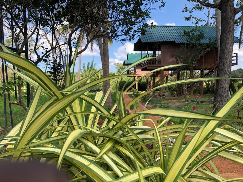 Paddy Field Hut Lodge Sigiriya