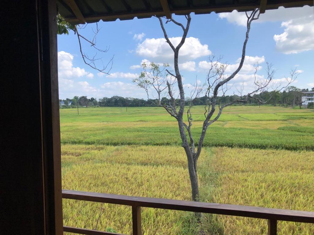 Paddy Field Hut