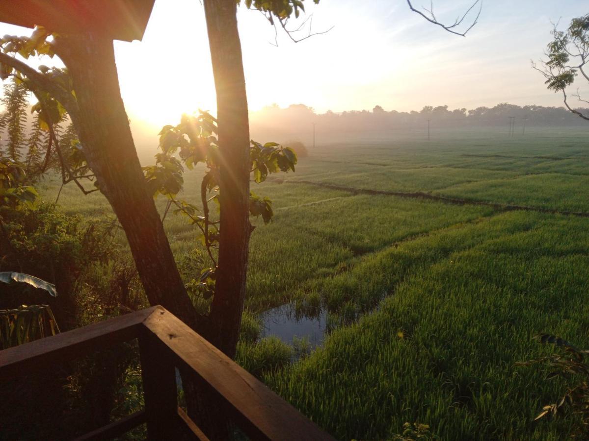 Lodge Paddy Field Hut Sigiriya