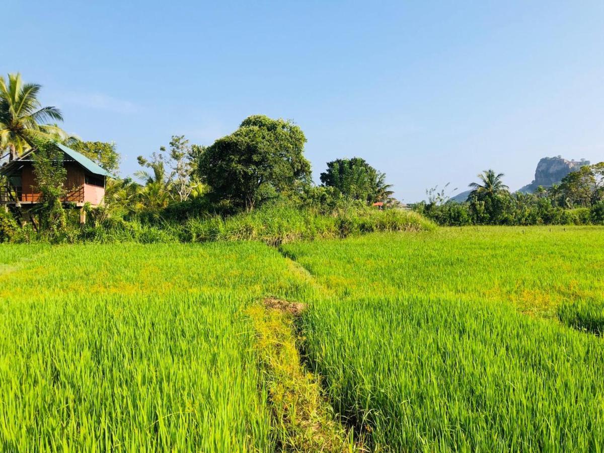 Lodge Paddy Field Hut Sigiriya