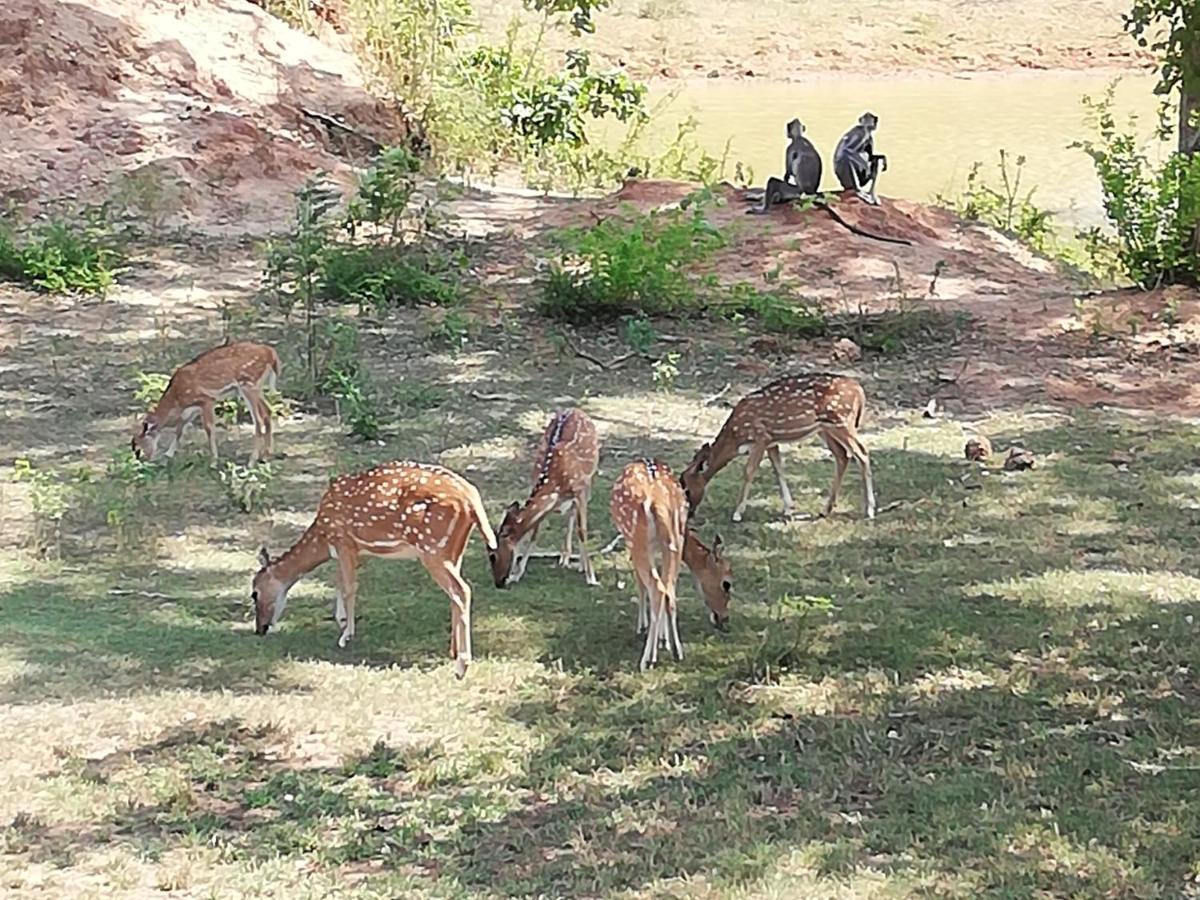 Organic Farm Wish Prabha View Homestay Sigiriya