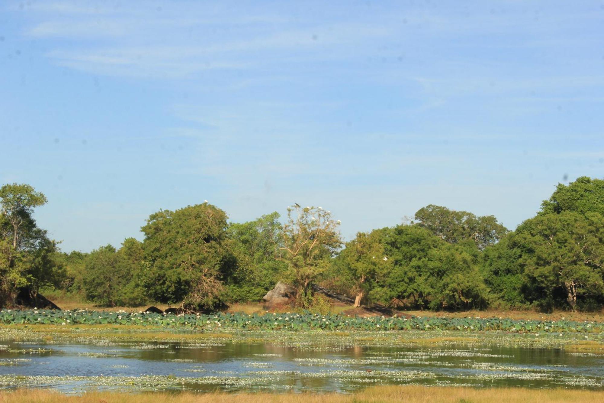 Resort Serenity Sigiri Sigiriya
