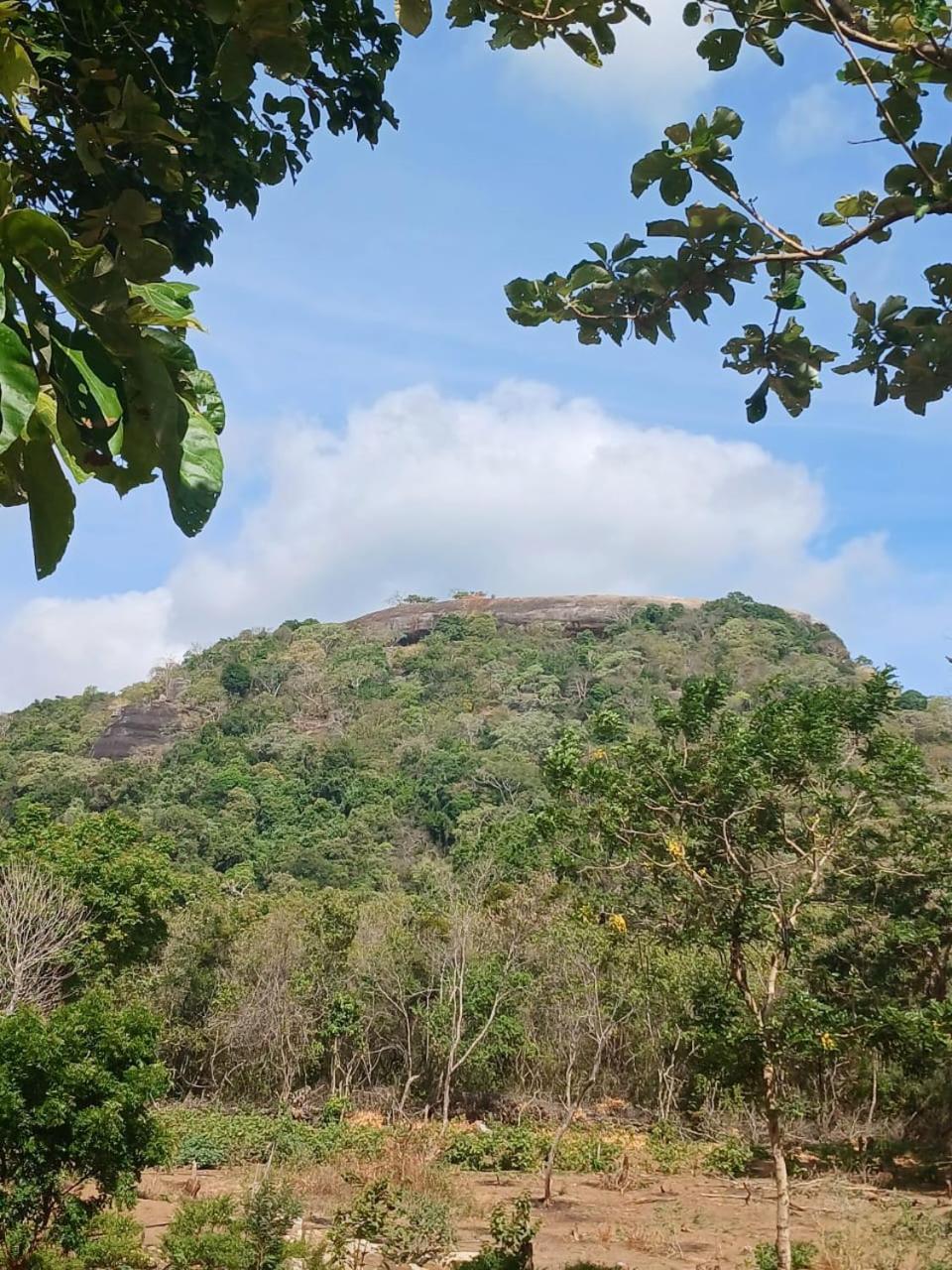 Pidurangala View Treehouse Homestay