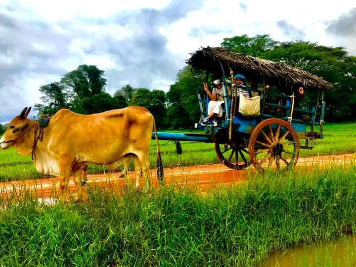 Homestay Pidurangala View Treehouse Sigiriya