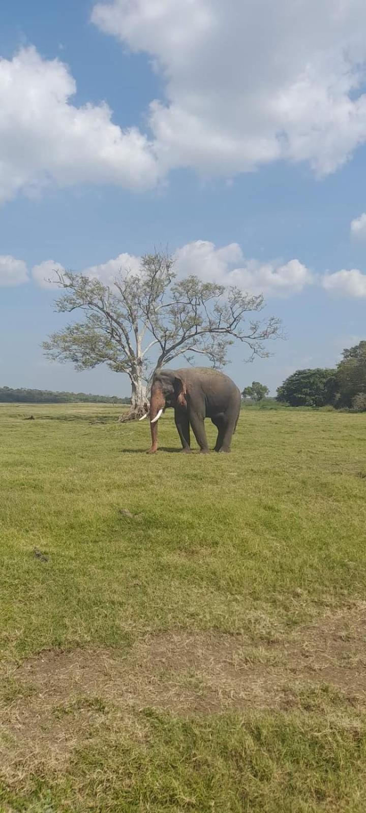 Pidurangala View Treehouse