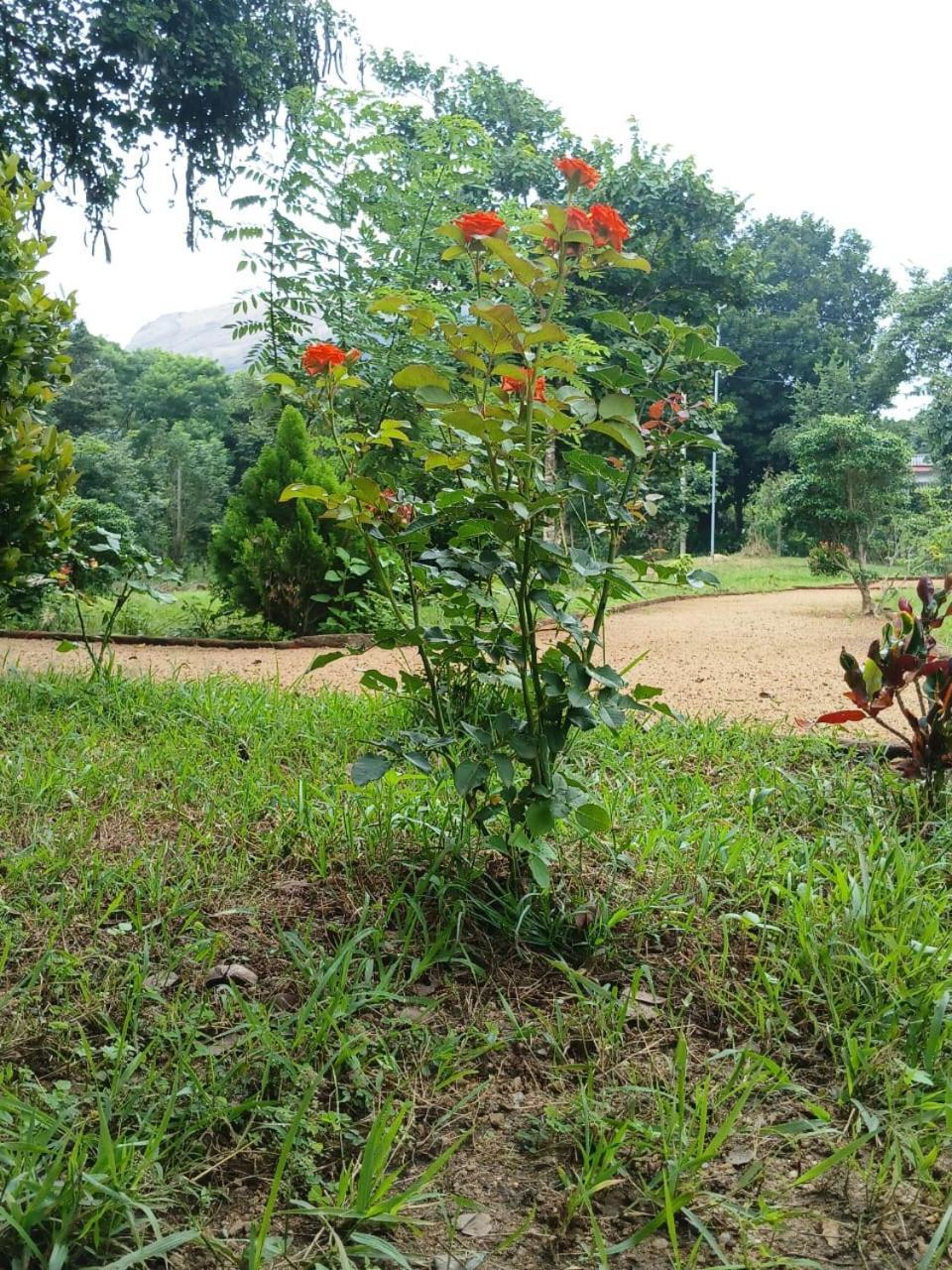 Sigiri Arana * Sigiriya