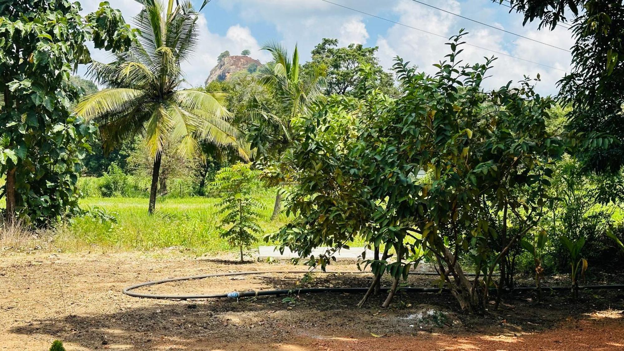 Lodge Little Haven Sigiriya
