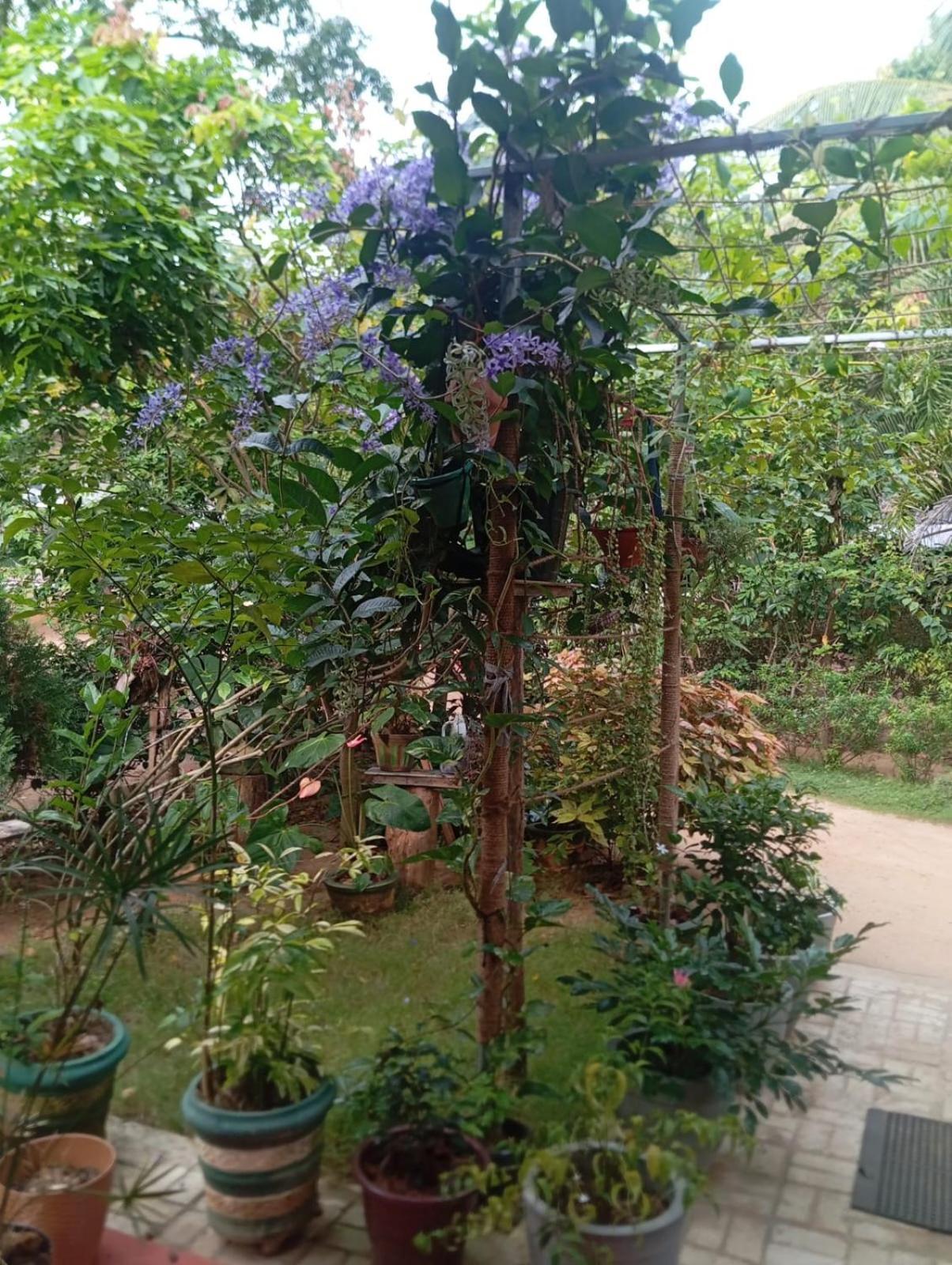 Moonlight Homestay