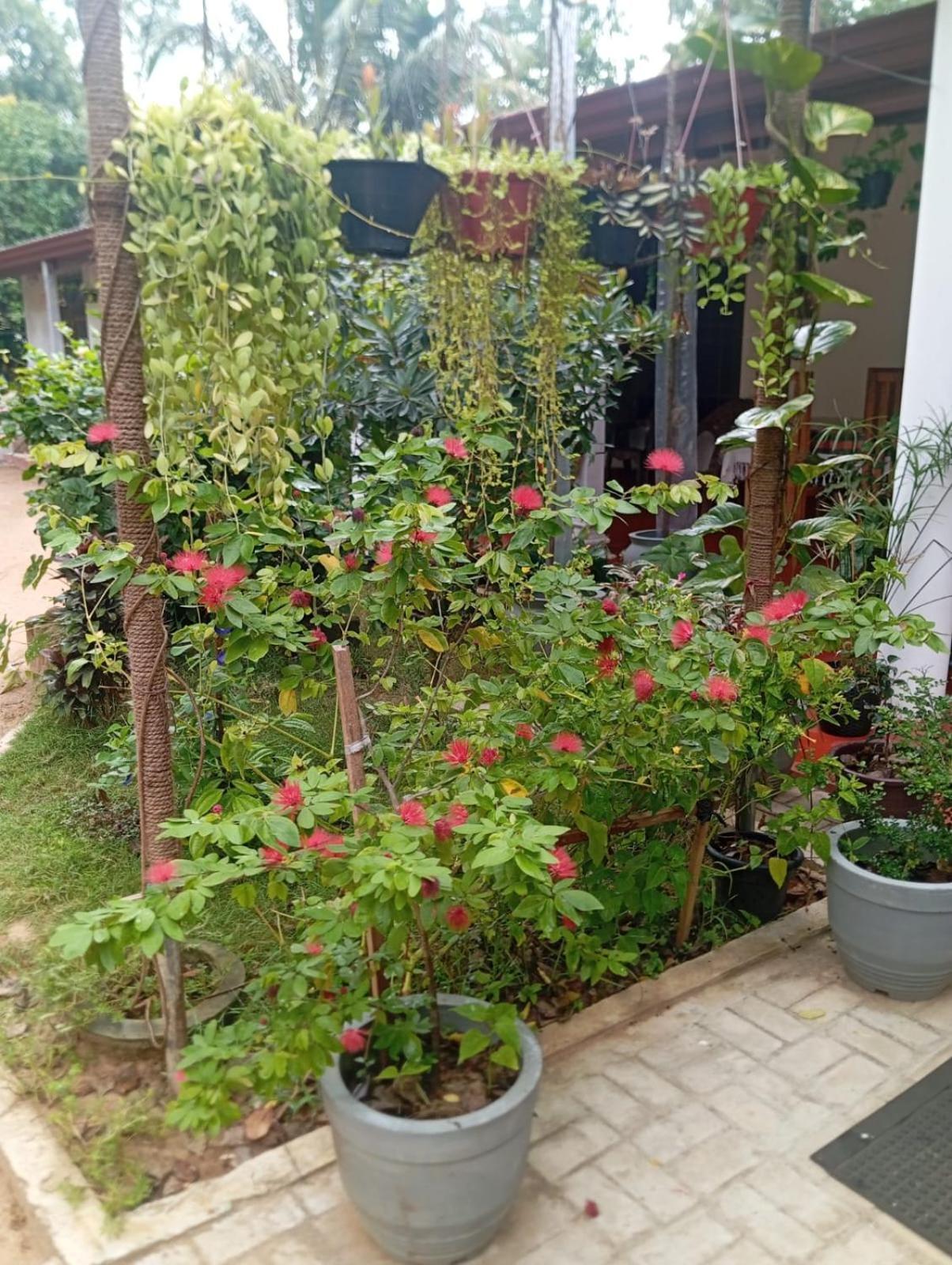 Moonlight Homestay *