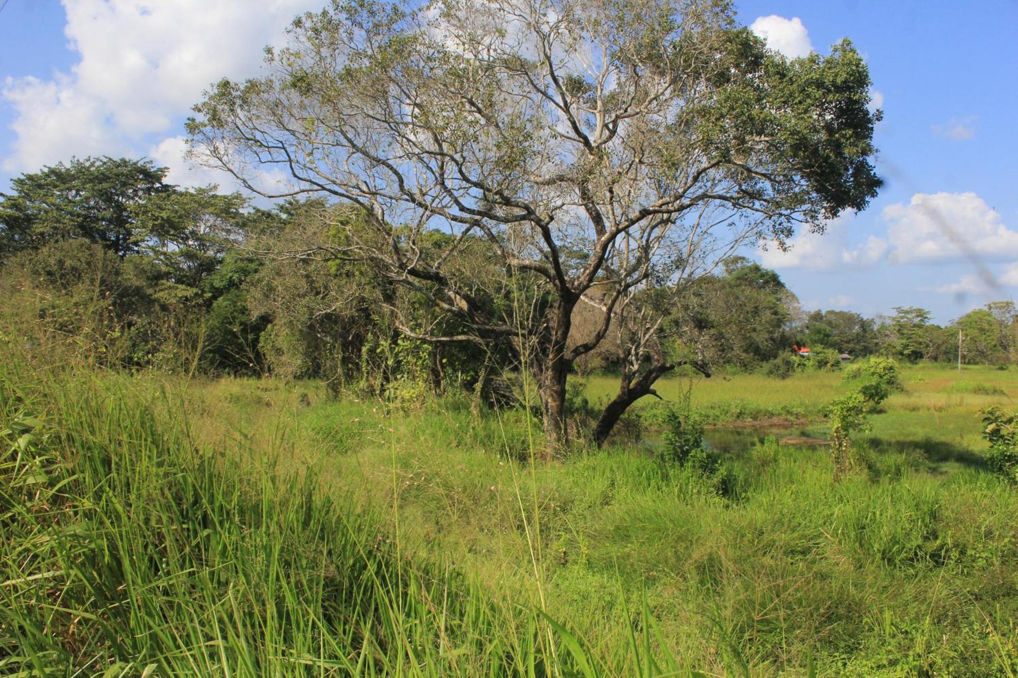 Ehalagala And Paddy View *