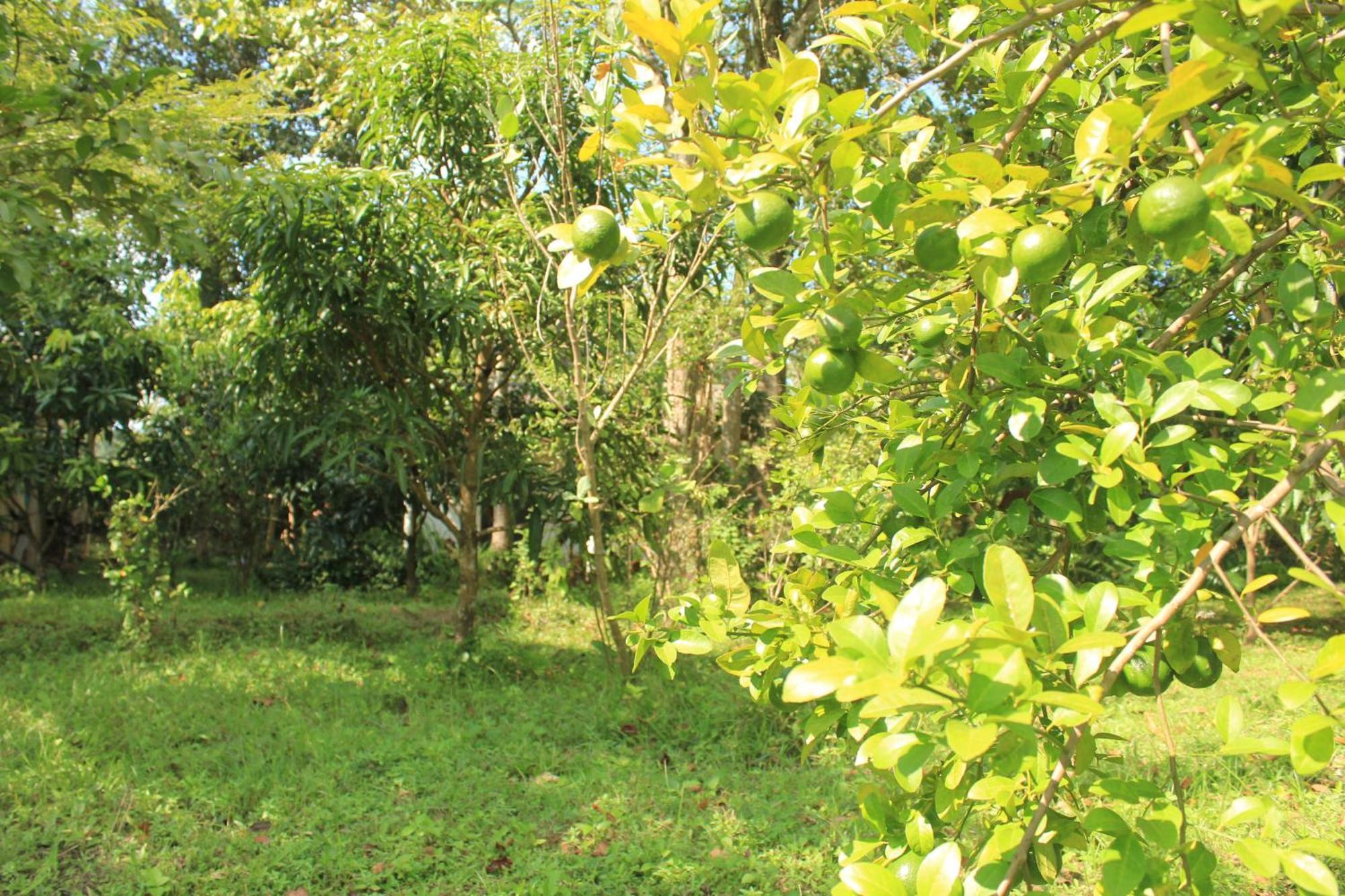 Lodge Ehalagala And Paddy View *