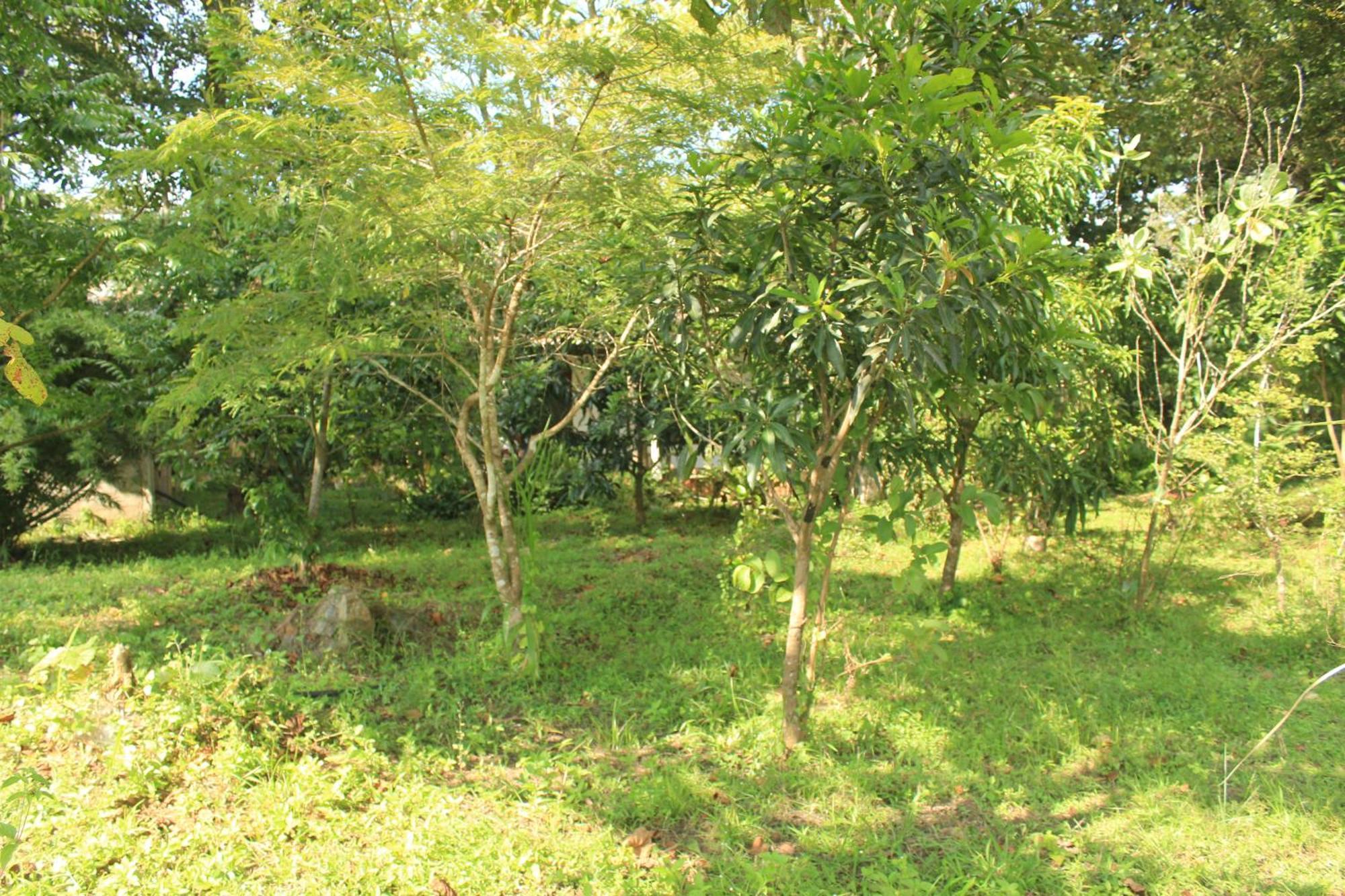 Ehalagala And Paddy View Lodge *