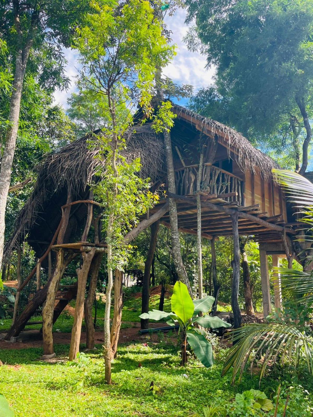 Land Tree House Sigiriya