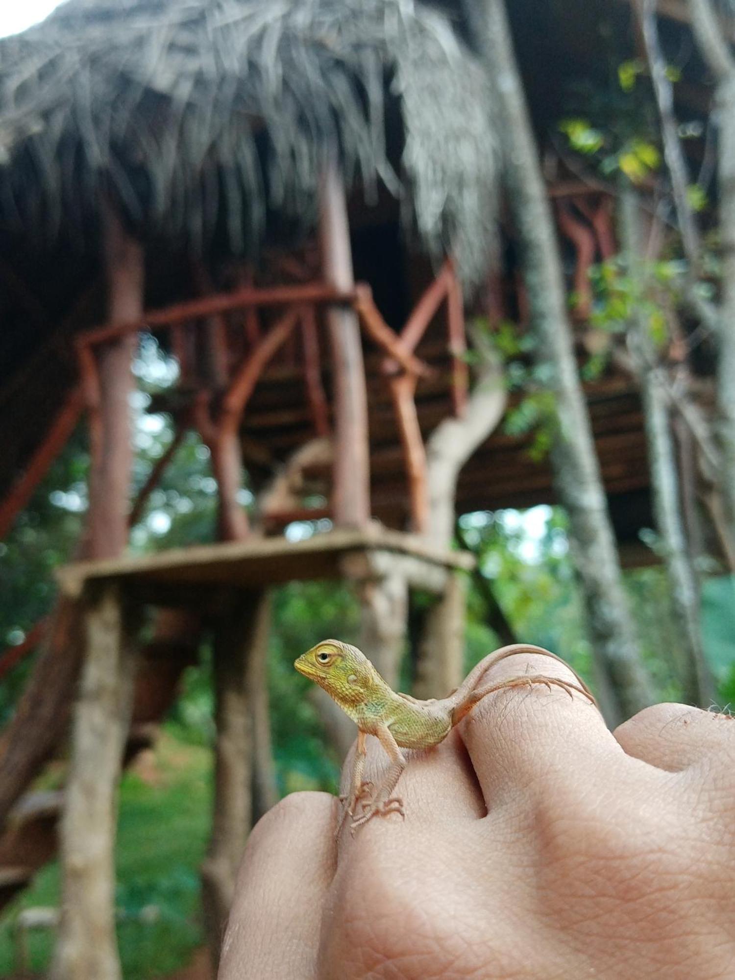 Land Tree House *