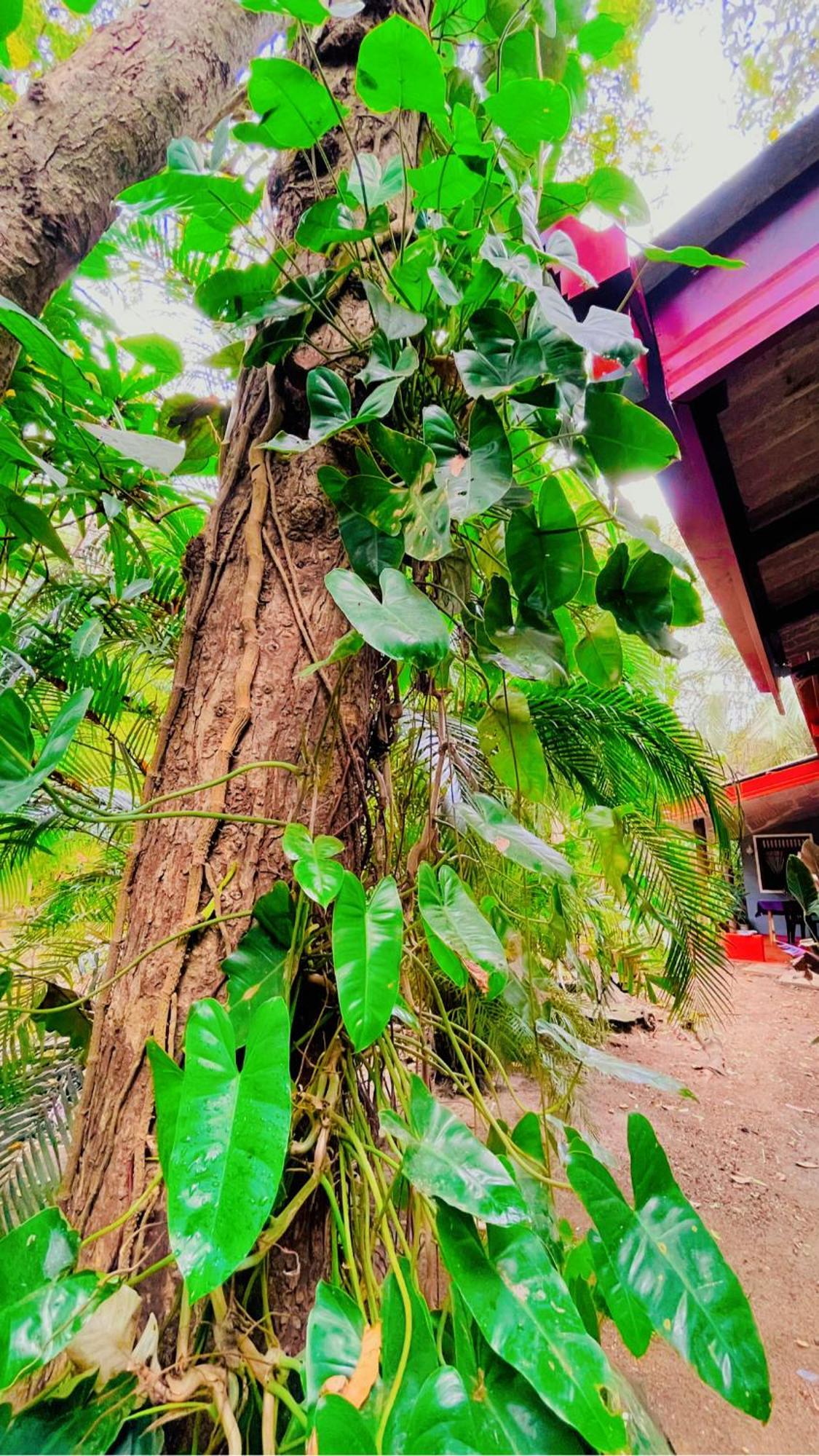 Homestay Grass Sigiriya