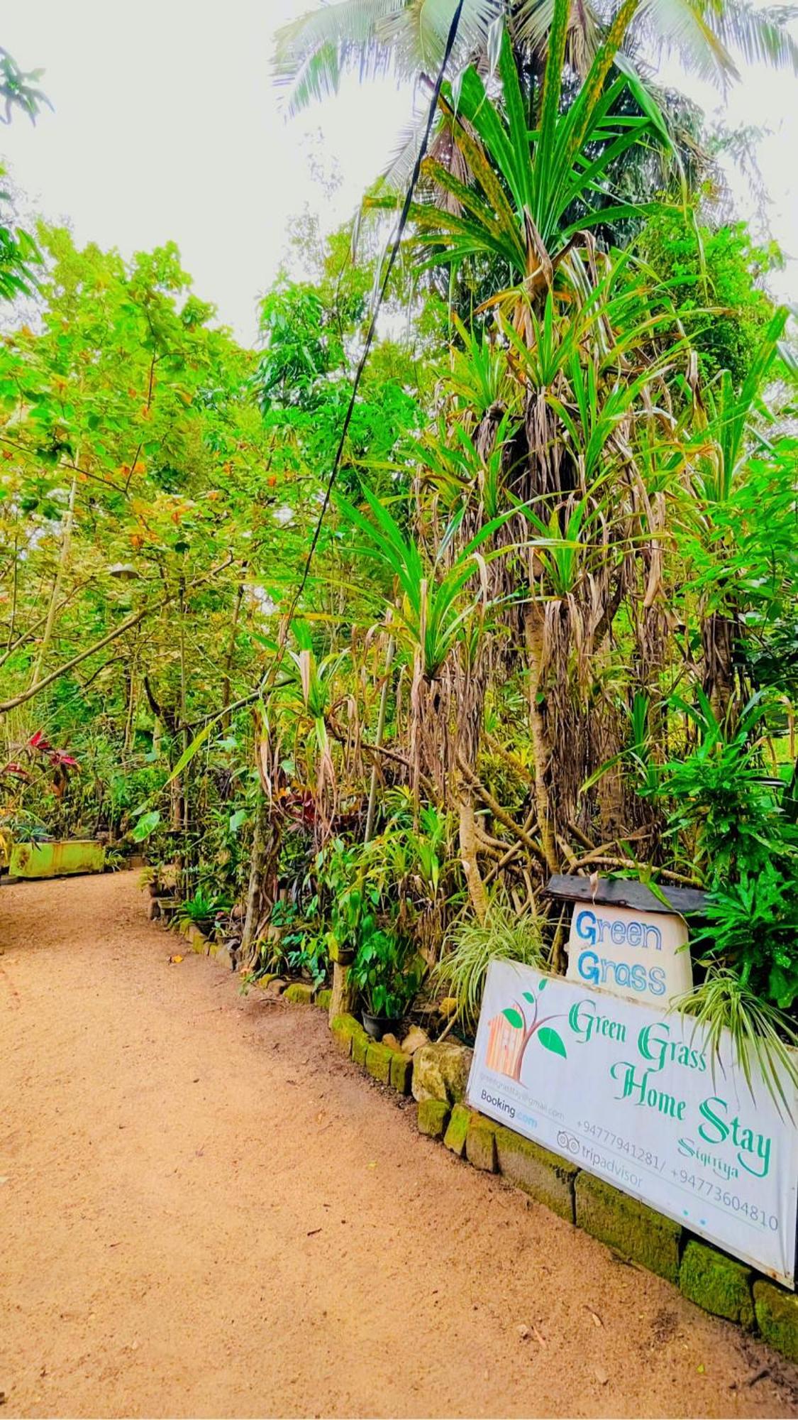 Grass * Sigiriya