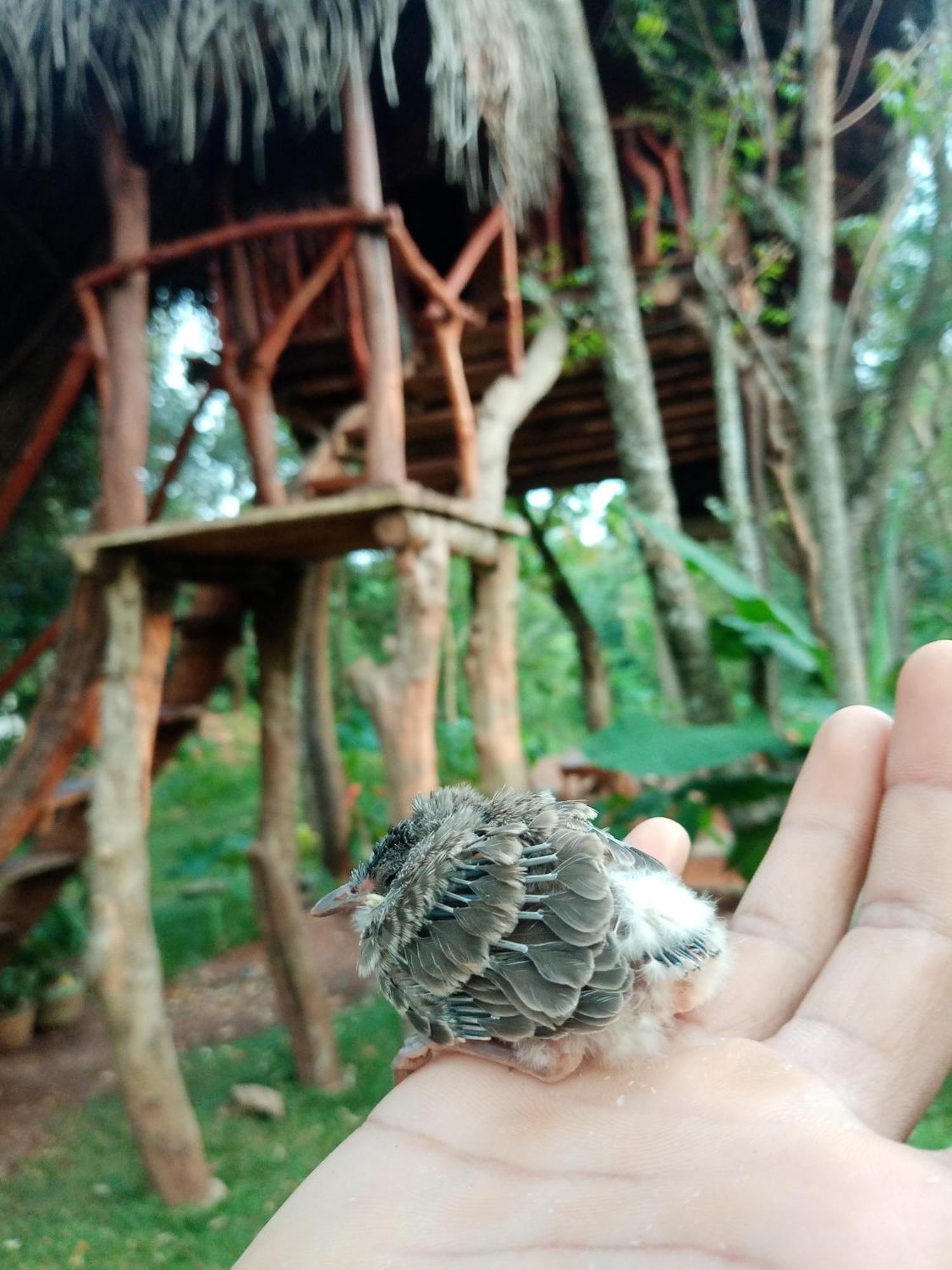 Land Tree House Sigiriya
