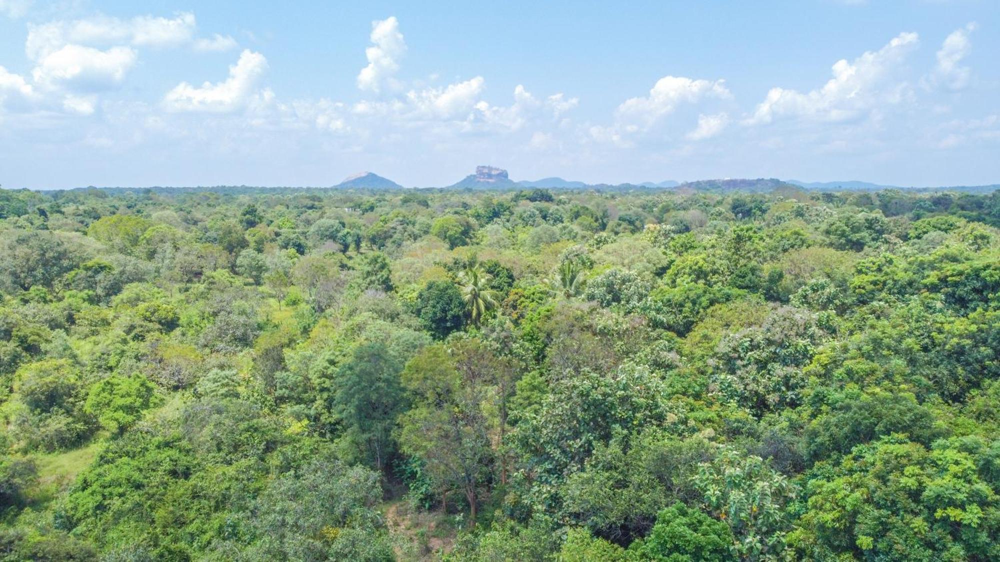 Jungle Host And Tree House * Sigiriya
