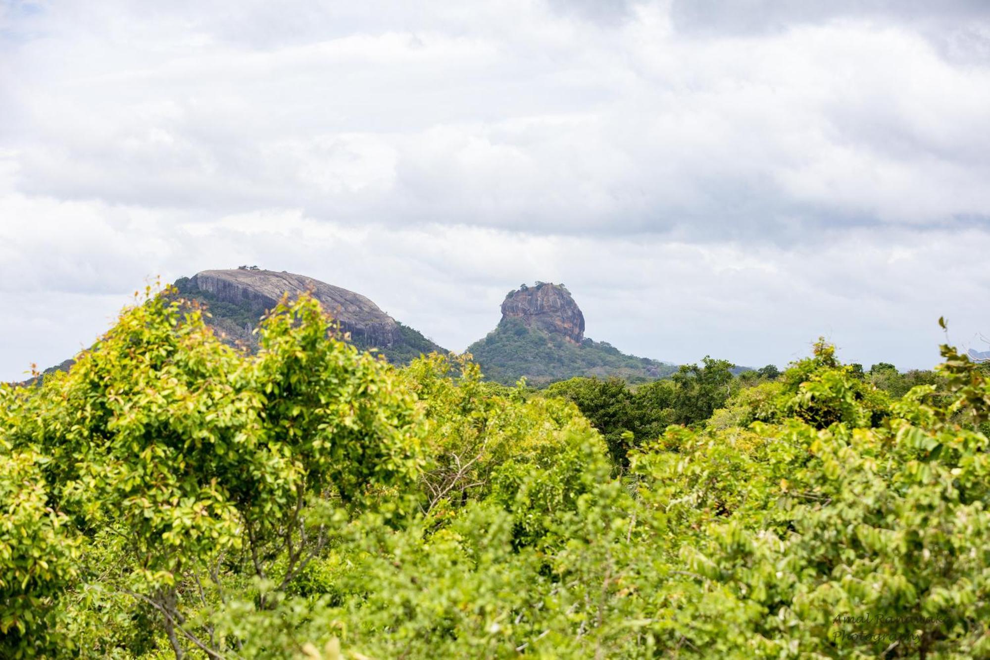 Tree Trails * Sigiriya