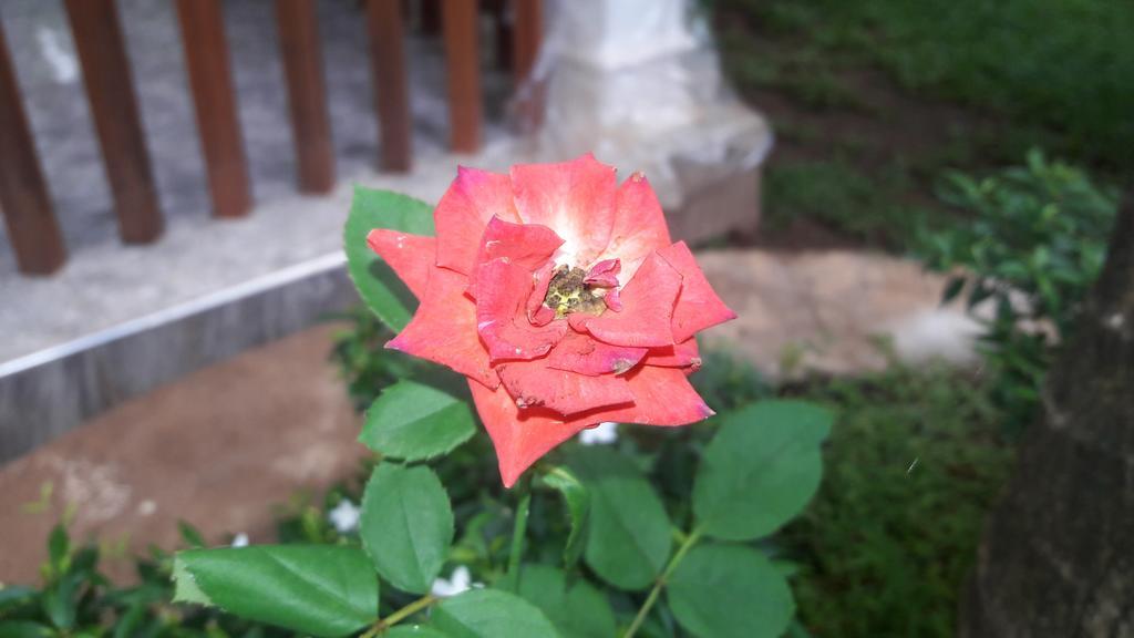 Sigiri Regal Guest house Sigiriya