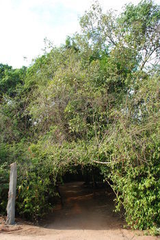 Back Of Beyond - Pidurangala Lodge
