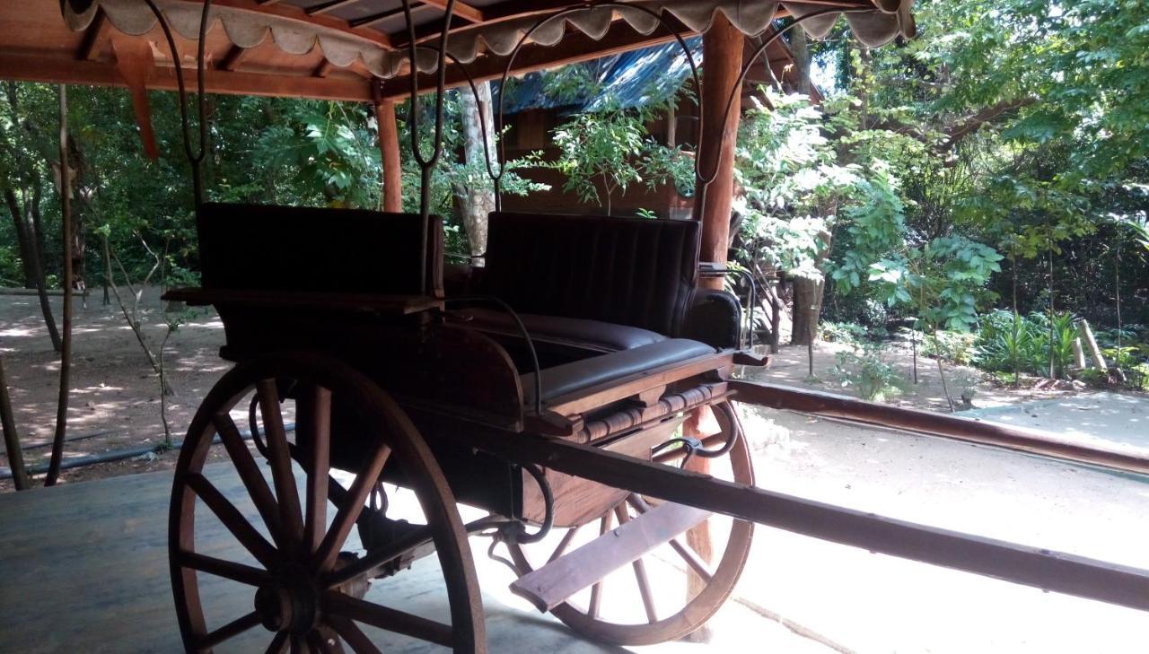 The Elephant Hide By The Saffron * Sigiriya