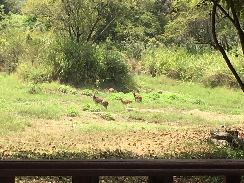 The Elephant Hide By The Saffron Resort Sigiriya
