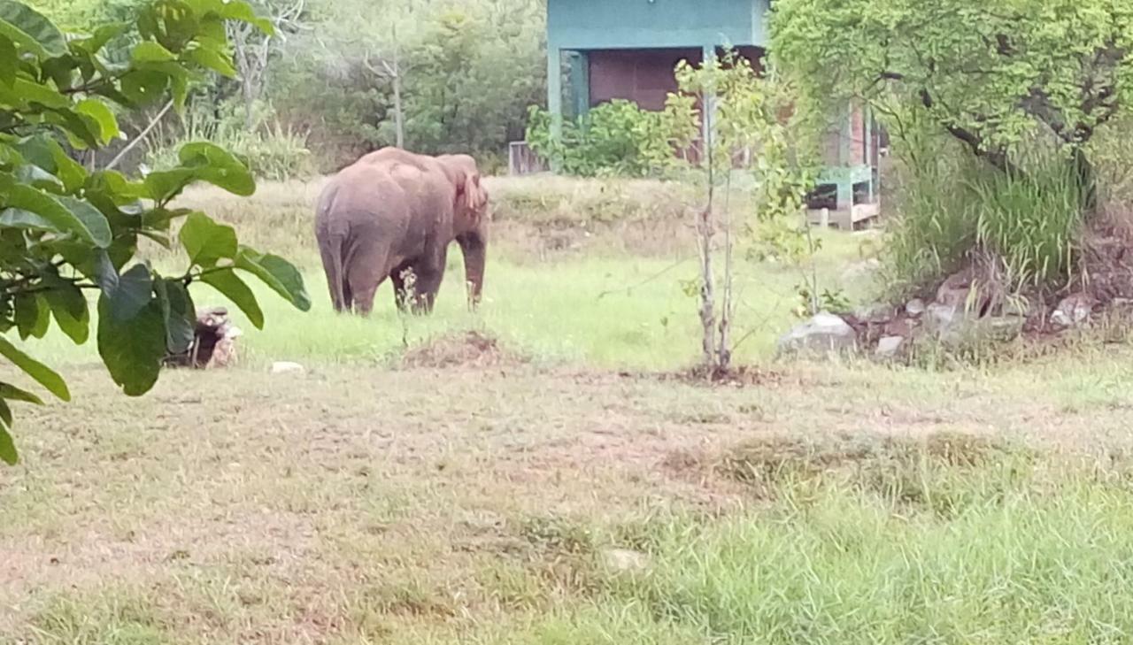 The Elephant Hide By The Saffron